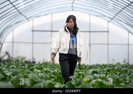 (201229) -- YINCHUAN, 29. Dezember 2020 (Xinhua) -- Feng Yahong kontrolliert das Wachstum von Gemüse in einem Gewächshaus im Xiji Bezirk, im Nordwesten Chinas Ningxia Hui Autonome Region, 29. Oktober 2020. Xihaigu, eine der am meisten verarmten Gegenden Chinas in Ningxia, sah am 16. November 2020 seinen letzten verarmten Bezirk von der nationalen Armutsliste entfernt. Der Sieg ist ein weiterer Meilenstein in Chinas Kampagne zur Beseitigung der absoluten Armut, in der die "Macht" eine unverzichtbare Rolle spielte. Feng Yahong, eine 33-jährige Landfrau, die in den Gebieten lebt, hat vielen einheimischen Frauen geholfen, die Armut zu beseitigen Stockfoto