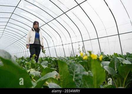 (201229) -- YINCHUAN, 29. Dezember 2020 (Xinhua) -- Feng Yahong kontrolliert das Wachstum von Gemüse in einem Gewächshaus im Xiji Bezirk, im Nordwesten Chinas Ningxia Hui Autonome Region, 29. Oktober 2020. Xihaigu, eine der am meisten verarmten Gegenden Chinas in Ningxia, sah am 16. November 2020 seinen letzten verarmten Bezirk von der nationalen Armutsliste entfernt. Der Sieg ist ein weiterer Meilenstein in Chinas Kampagne zur Beseitigung der absoluten Armut, in der die "Macht" eine unverzichtbare Rolle spielte. Feng Yahong, eine 33-jährige Landfrau, die in den Gebieten lebt, hat vielen einheimischen Frauen geholfen, die Armut zu beseitigen Stockfoto