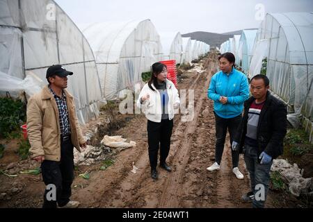 (201229) -- YINCHUAN, 29. Dezember 2020 (Xinhua) -- Feng Yahong spricht mit Arbeitern über Gemüseernte und Transport im Xiji Bezirk, im Nordwesten Chinas Autonome Region Ningxia Hui, 29. Oktober 2020. Xihaigu, eine der am meisten verarmten Gegenden Chinas in Ningxia, sah am 16. November 2020 seinen letzten verarmten Bezirk von der nationalen Armutsliste entfernt. Der Sieg ist ein weiterer Meilenstein in Chinas Kampagne zur Beseitigung der absoluten Armut, in der die "Macht" eine unverzichtbare Rolle spielte. Feng Yahong, eine 33-jährige ländliche Frau, die in den Gebieten lebt, hat vielen lokalen Frauen geholfen, sich zu entledigen Stockfoto