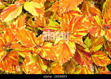 Nahaufnahme der leuchtend orangefarbenen und gelben Blätter der Coleus-Pflanze Stockfoto