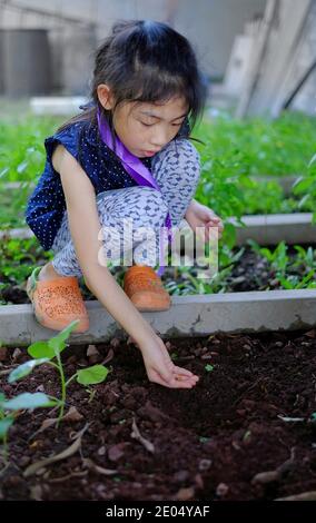 Ein süßes asiatisches Mädchen, das Erbsen in ihrem Garten pflanzt, die Samen in der Hand hält, bevor es auf den Boden fällt. Stockfoto