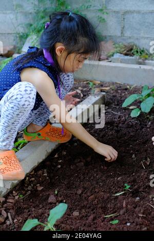 Ein süßes asiatisches Mädchen, das Erbsen in ihrem Garten pflanzt, die Samen in der Hand hält, bevor es auf den Boden fällt. Stockfoto