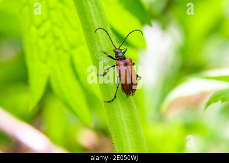 Männlicher roter Leptura Käfer kriecht auf einem Grasblatt, selektiver Fokus Stockfoto