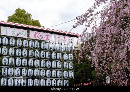 Tokio, Japan - 21. März 2019: Sake-Fässer (Kazaridaru) und Kirschblüten im Ueno-Park in Tokio, Japan. Stockfoto