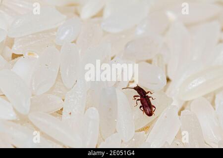 Nahaufnahme eines Sägezahnkäfer ( Oryzaephilus surinamensis ), der auf einem Haufen Reiskörner läuft. Das Insekt ist ein gefährliches agrikult Stockfoto