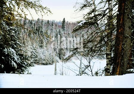 Eine kanadische Winteransicht des Boulevard Lake zwischen den schneebedeckten Bäumen. Stockfoto
