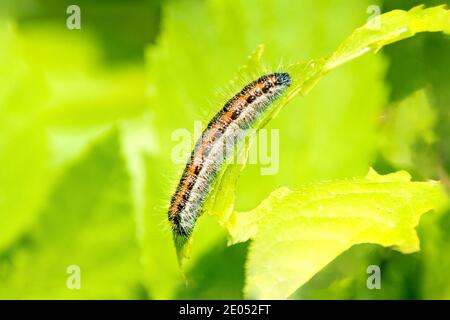 Orangefarbene Raupe sitzt auf dem Gras und frisst ein Blatt, selektiver Fokus Stockfoto