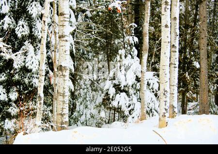 Immergrüne Äste und Birkenstämme, die an einem Wintertag mit Schnee bedeckt sind. Stockfoto