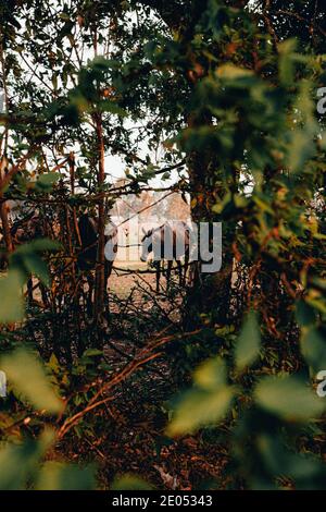 Pferde auf einem Bauernhof gesichtet. Sydney, Australien Stockfoto