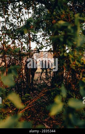 Pferde auf einem Bauernhof gesichtet. Sydney, Australien Stockfoto