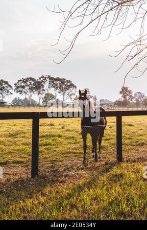 Pferde auf einem Bauernhof gesichtet. Sydney, Australien Stockfoto