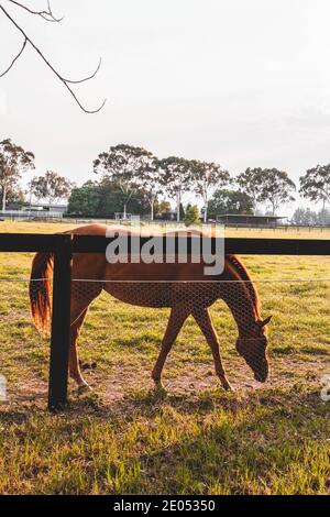 Pferde auf einem Bauernhof gesichtet. Sydney, Australien Stockfoto