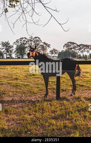 Pferde auf einem Bauernhof gesichtet. Sydney, Australien Stockfoto