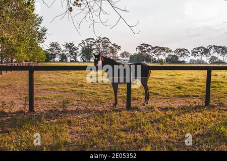 Pferde auf einem Bauernhof gesichtet. Sydney, Australien Stockfoto