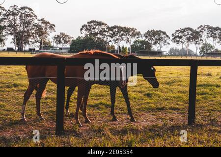 Pferde auf einem Bauernhof gesichtet. Sydney, Australien Stockfoto