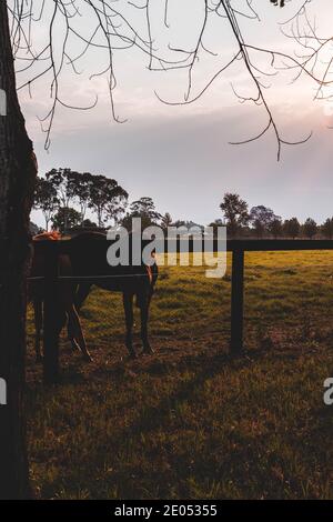 Pferde auf einem Bauernhof gesichtet. Sydney, Australien Stockfoto