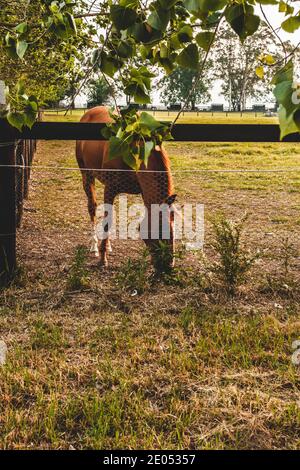 Pferde auf einem Bauernhof gesichtet. Sydney, Australien Stockfoto