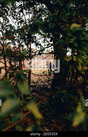 Pferde auf einem Bauernhof gesichtet. Sydney, Australien Stockfoto