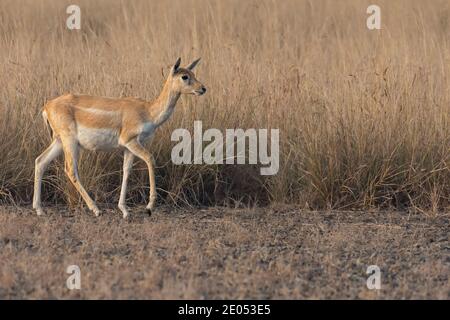 Blackbuck (Antilope cervicapra) Wandern im Blackbuck Nationalpark velavadar. Stockfoto