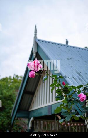 Schöne Komposition einer suburbanen rosa Rose Stockfoto