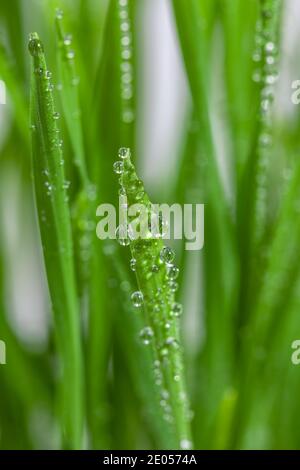 Die Kugel fällt auf das Gras, ganz nah. Auf dem Rasen Stockfoto