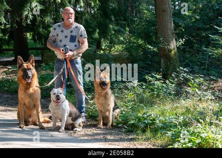 Haulerwijk, Niederlande - September 02 2020 ein älterer tätowierter Mann mit seinen 2 Deutschen Schäferhunden und einer alten englischen Bulldogge. Die Hunde sind an der Leine Stockfoto