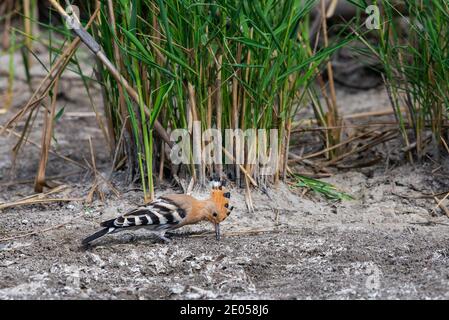 Eurasischen Wiedehopf oder gemeinsamen Wiedehopf oder Upupa epops. Stockfoto