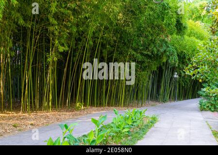 Panorama Bambuswald oder Bambushain mit Büschen Stockfoto