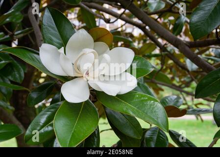 Weiße Blume Magnolie auf einem Baumzweig. Stockfoto