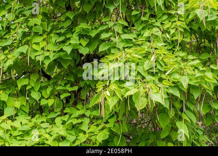 Catalpa bignonioides blüht, auch bekannt als südlicher Catalpa, Zigarrenbaum und Indianerbohnenbaum. Stockfoto