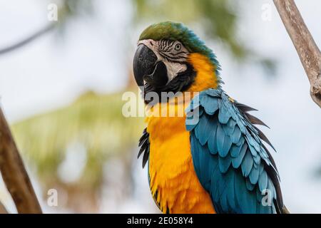 Blau-gelber Ara auf einem Ast sitzend. Bali Bird Park, Gianyar, Bali, Indonesien. Stockfoto