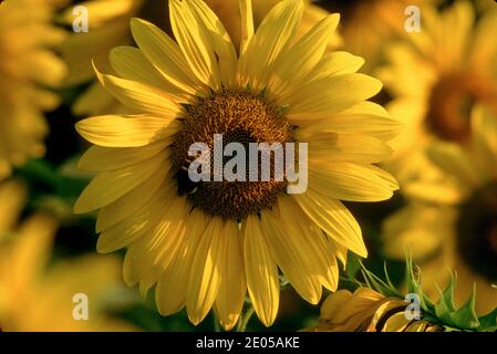 Nahaufnahme der gelben Sonnenblume Stockfoto