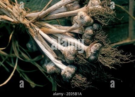 Frisch geerntete Knoblauchzwiebeln trocknen im Freien in der französischen Provinz Bresse, Frankreich. Stockfoto