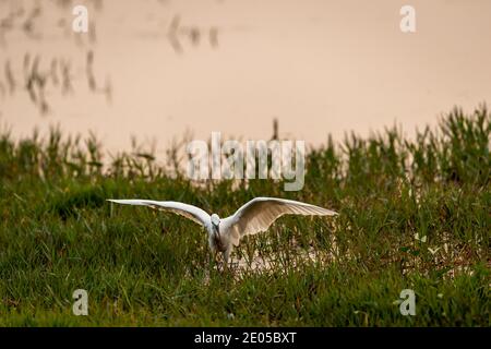 Große Reiher oder ardea alba versuchen, mit voll zu jagen Wingspan im Feuchtgebiet des keoladeo Nationalparks oder Vogelschutzgebiet bharatpur rajasthan indien Stockfoto