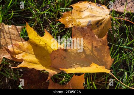 Ahornblatt in Herbstfarben liegt auf dem Boden Stockfoto