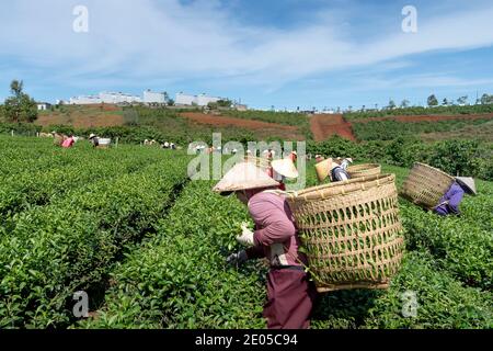 TAM Chau Tea Farm, Bao Loc, Provinz Lam Dong, Vietnam - 26. Dezember 2020: Tee auf einem Hügel früh am Morgen auf Tam Chau Teeplantage ernten, Stockfoto