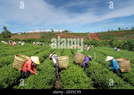 TAM Chau Tea Farm, Bao Loc, Provinz Lam Dong, Vietnam - 26. Dezember 2020: Tee auf einem Hügel früh am Morgen auf Tam Chau Teeplantage ernten, Stockfoto