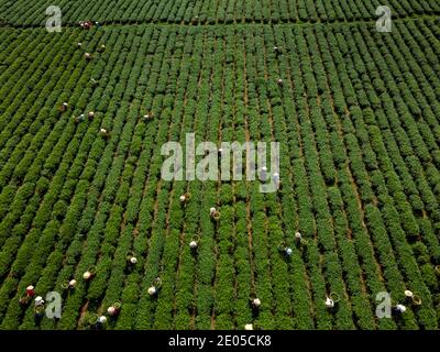 TAM Chau Tea Farm, Bao Loc, Provinz Lam Dong, Vietnam - 26. Dezember 2020: Tee auf einem Hügel früh am Morgen auf Tam Chau Teeplantage ernten, Stockfoto