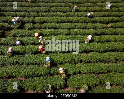 TAM Chau Tea Farm, Bao Loc, Provinz Lam Dong, Vietnam - 26. Dezember 2020: Tee auf einem Hügel früh am Morgen auf Tam Chau Teeplantage ernten, Stockfoto