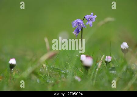 Eine einzelne Bluebell blüht über einem Teppich aus kurzem Gras und geschlossenen weißen Gänseblümchen, die kurz vor der Blüte stehen. Stockfoto