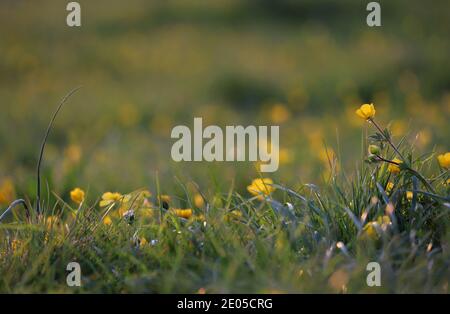 Butterblumen blühen zwischen kurzem, welligen Gras, während warmes Frühlingssonnenlicht auf die Szene fällt. Stockfoto