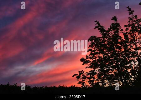 Die untergehende Sonne malt die Wolken an einem Sommerabend, der zwischen den Ästen und Blättern der Hinterhofbäume verbracht wird, mit lebendigen, warmen Farben. Stockfoto