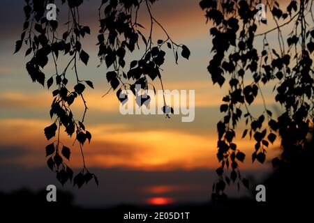 Die untergehende Sonne malt die Wolken an einem Sommerabend, der zwischen den Ästen und Blättern der Hinterhofbäume verbracht wird, mit lebendigen, warmen Farben. Stockfoto