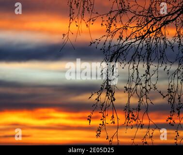 Die untergehende Sonne malt die Wolken an einem Sommerabend, der zwischen den Ästen und Blättern der Hinterhofbäume verbracht wird, mit lebendigen, warmen Farben. Stockfoto