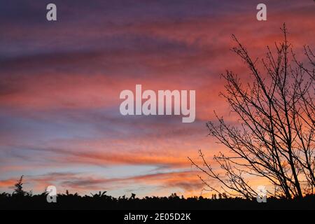 Die untergehende Sonne malt die Wolken an einem Sommerabend, der zwischen den Ästen und Blättern der Hinterhofbäume verbracht wird, mit lebendigen, warmen Farben. Stockfoto