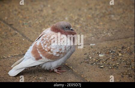 Eine flauschige, braun-weiß gefärbte Feral Pigeon steht gegen die Kälte des Winters in der Verbindung von vier Linien zwischen Pflastersteinen. Stockfoto