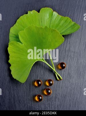 Ginkgo biloba Blätter mit Pellet isoliert auf schwarzem Hintergrund Stockfoto