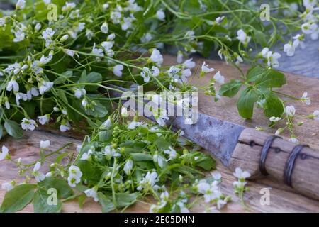 Bitteres-Schaumkraut-Ernte, Kräuterernte, Kräuter sammeln, Bitteres Schaumkraut, Bitteres-Schaumkraut, Falsche Brunnenkresse, Bitter-Schaumkraut, Bitter Stockfoto