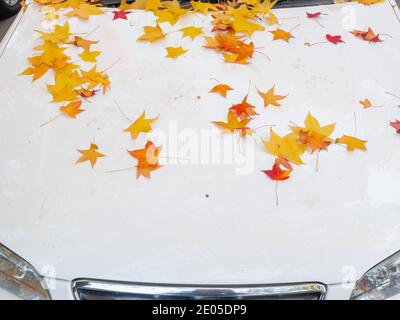 Orange Ahornblätter liegen auf der Haube eines weiß gebeizten Autos. Nahaufnahme Stockfoto