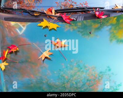 Rot orange Ahornblätter liegen auf der Haube eines Auto mit dem Himmel und Herbstbäumen in ihm reflektiert Stockfoto